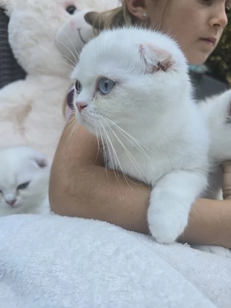Cucciolo Scottish Fold  | Foto 0