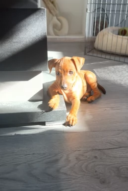 Cuccioli di Pinscher intelligenti