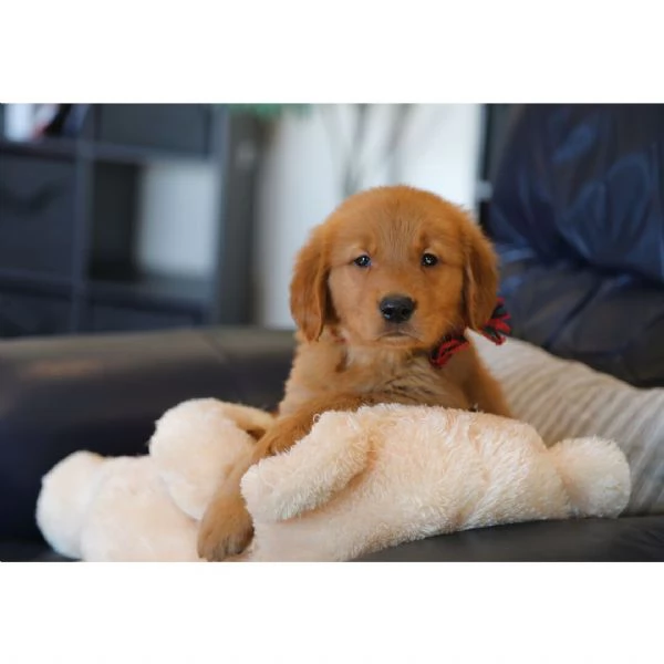 Golden retriever Buscando una familia.