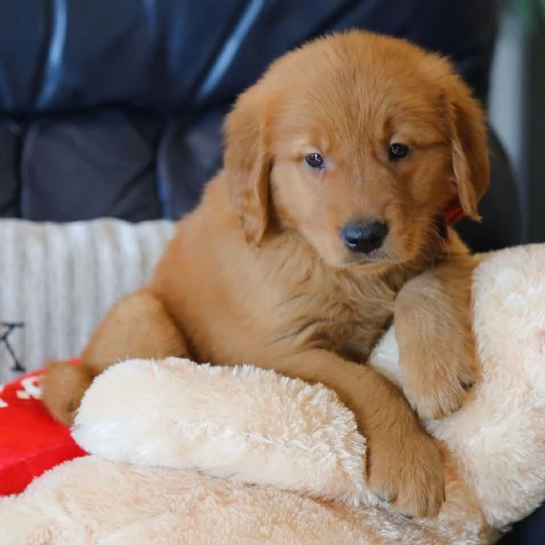 Golden retriever en adopcion +[hidden]