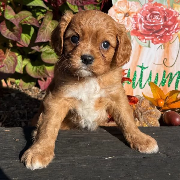Cavalier King Charles Spaniel 
