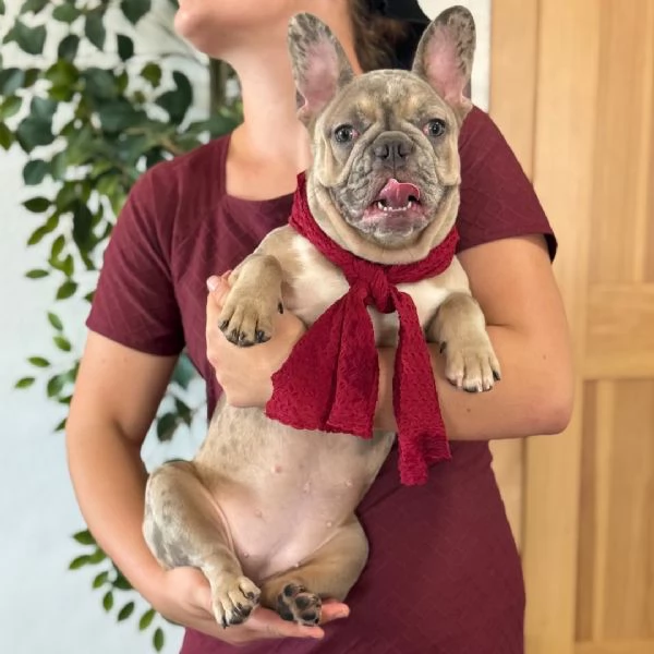 Bulldog Francese 