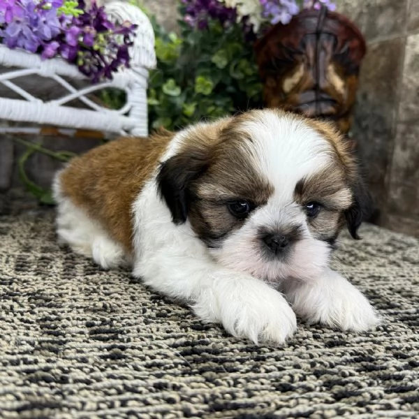 Shih Tzu
