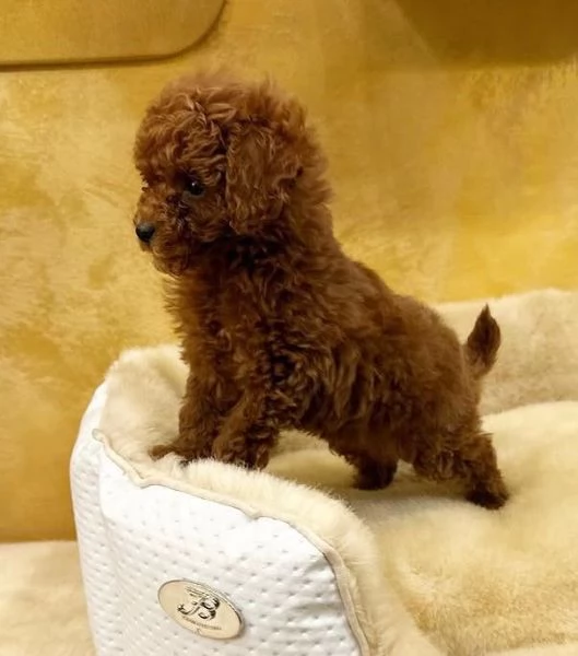 (Barboncino toy cuccioli maschio e femmina)