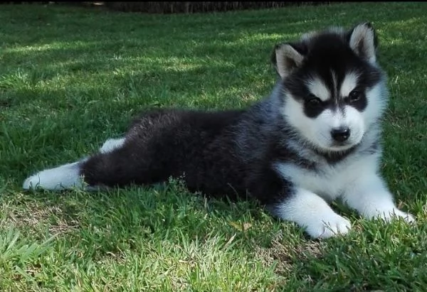 Siberian Husky (cuccioli maschio e femmina)