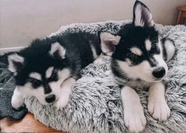 Siberian Husky (cuccioli maschio e femmina) | Foto 0