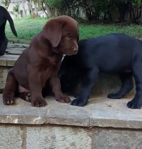 Labrador Retriever (cuccioli maschio e femmina) | Foto 1