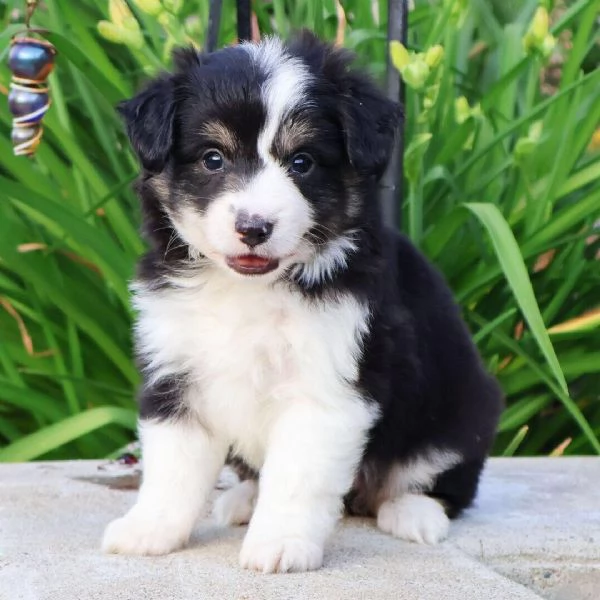 Australian shepherd (cuccioli maschio e femmina)