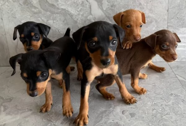  Pinscher Mini (cuccioli maschio e femmina) | Foto 0
