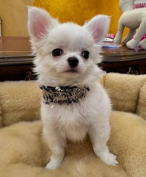  Chihuahua Toy (cuccioli maschio e femmina) | Foto 0