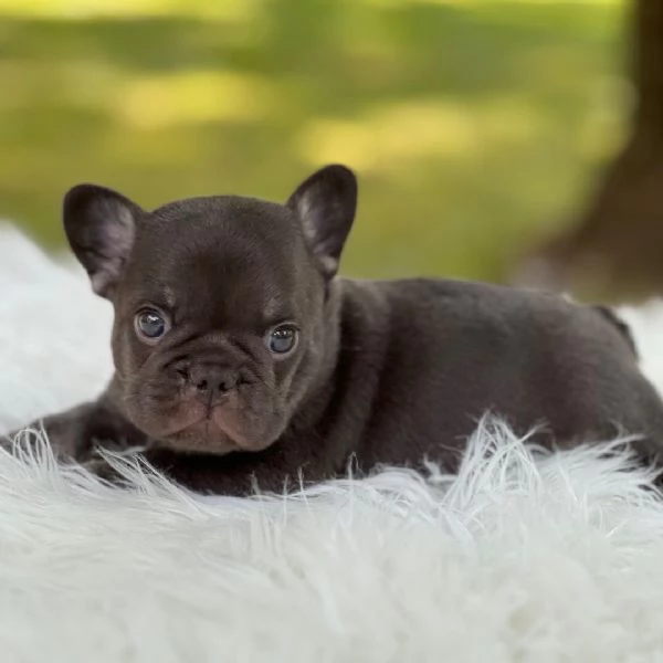  Bulldog Francese (cuccioli maschio e femmina) | Foto 0