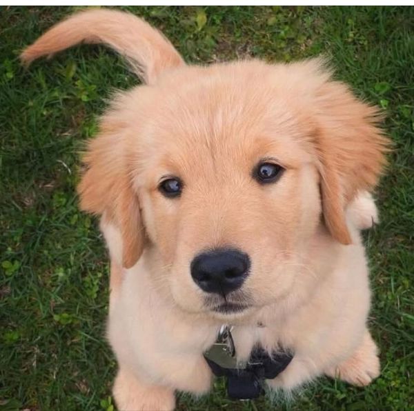 Toppa Termoadesiva Ricamo Cuccioli Golden Retriever In Cesto - A-13051A