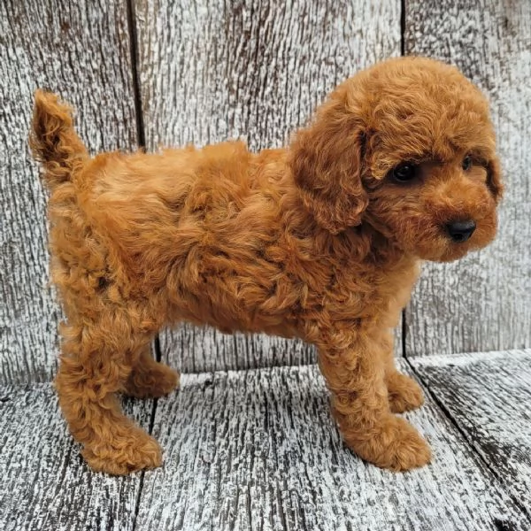 1. Barboncino Toy (cuccioli maschio e femmina) | Foto 0
