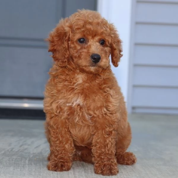  Barboncino Toy (cuccioli maschio e femmina) | Foto 0