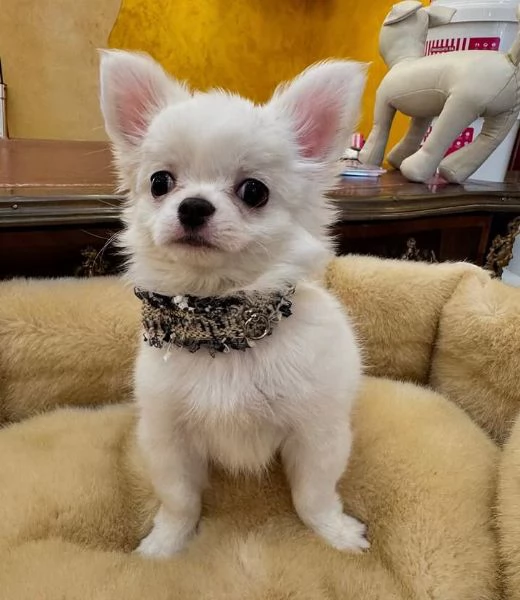  Chihuahua Toy (cuccioli maschio e femmina)