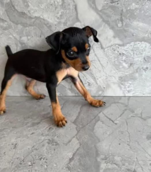 Pinscher Mini (cuccioli maschio e femmina) | Foto 1