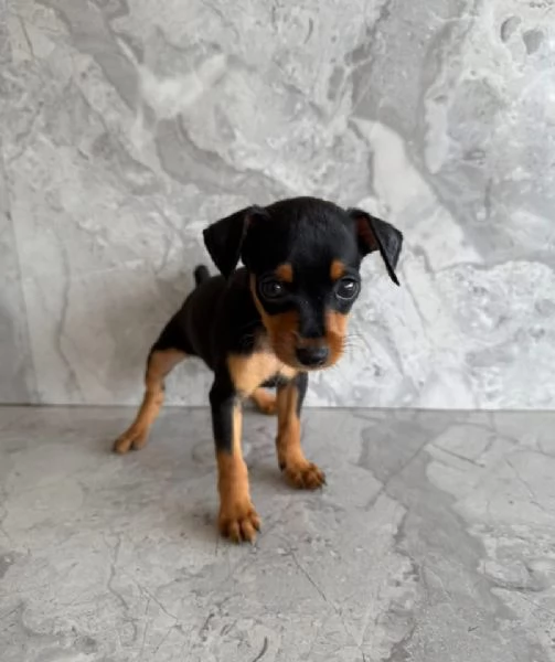 Pinscher Mini (cuccioli maschio e femmina) | Foto 0