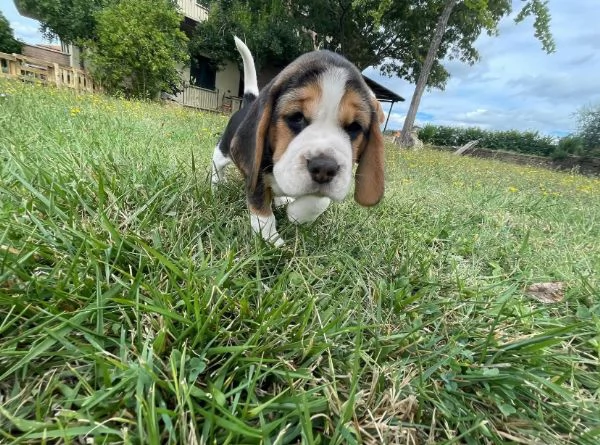 Beagle (cuccioli maschio e femmina) | Foto 1