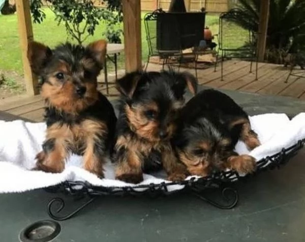 Yorkshire Terrier (cuccioli maschio e femmina) | Foto 1