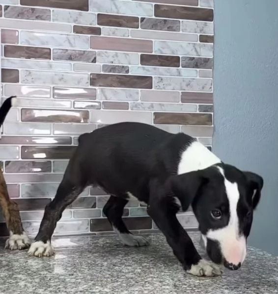 Bull Terrier (cuccioli maschio e femmina) | Foto 0