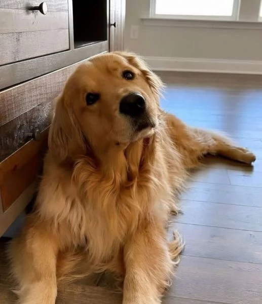  Golden Retriever (cuccioli maschio e femmina)