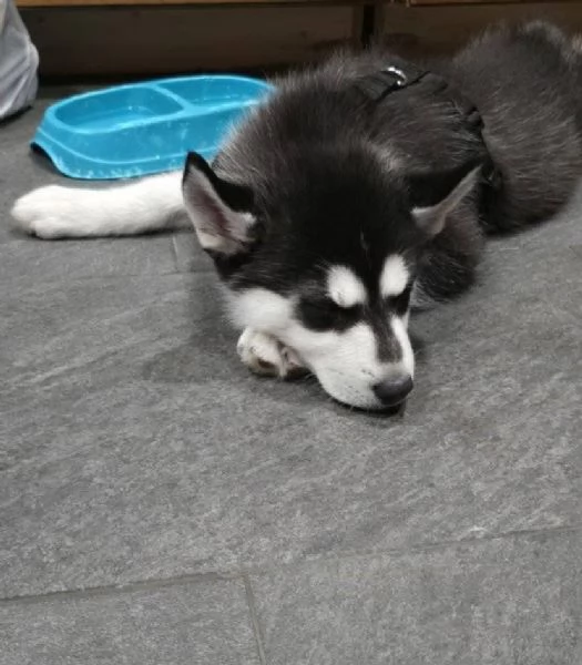 Siberian Husky (cuccioli maschio e femmina) | Foto 0