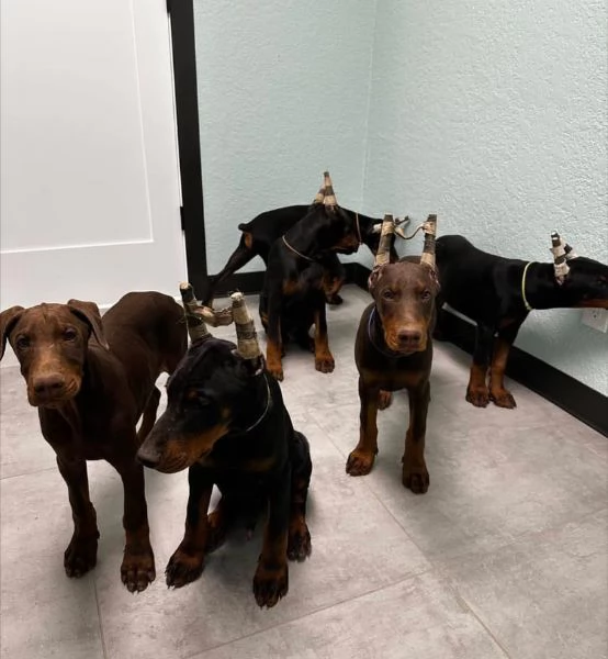 Dobermann (cuccioli maschio e femmina) | Foto 0