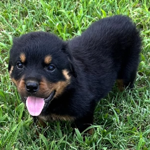 Rottweiler (cuccioli maschio e femmina)