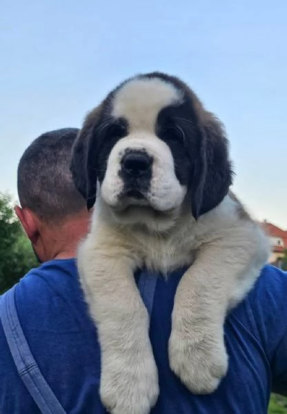 San Bernardo (cuccioli maschio e femmina)