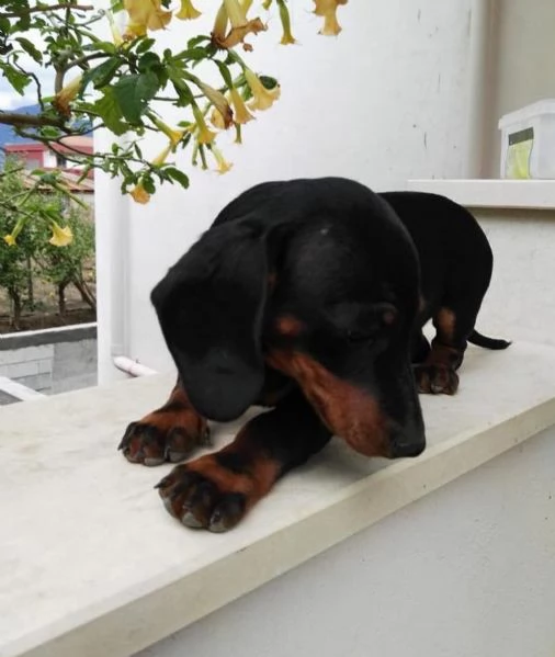 Basssotto nana  (cuccioli maschio e femmina) | Foto 0