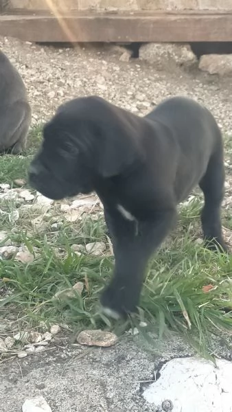 Cuccioli cane corso | Foto 6