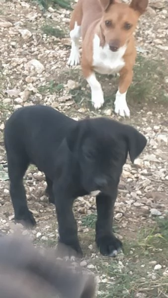 Cuccioli cane corso | Foto 5