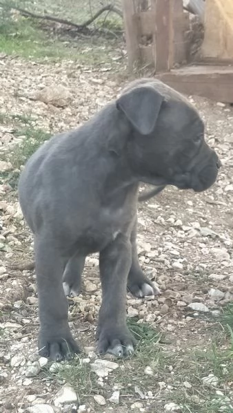 Cuccioli cane corso | Foto 1