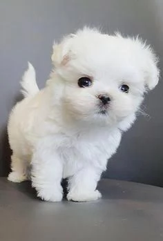 Maltese