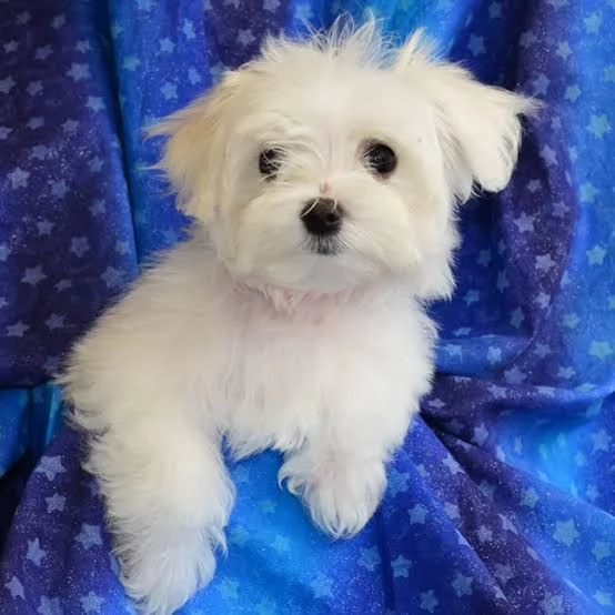 Maltese | Foto 0