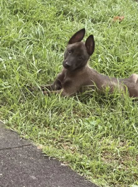 Cucciolo Pastore belga malinuoas | Foto 0