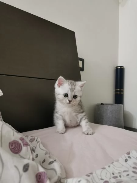 British short-hair tabby 