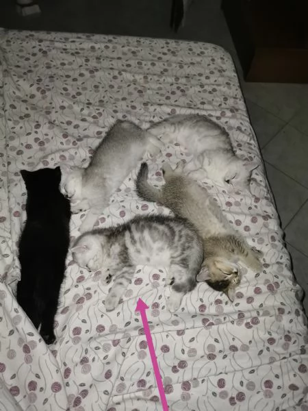 British short-hair tabby  | Foto 6