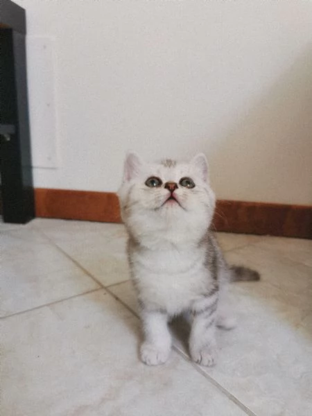 British short-hair tabby  | Foto 5