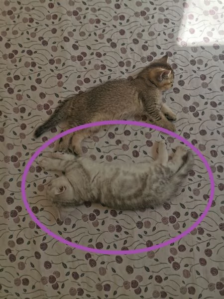 British short-hair tabby  | Foto 4