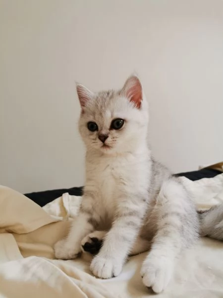 British short-hair tabby  | Foto 2