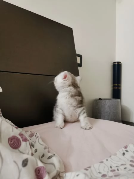 British short-hair tabby  | Foto 1