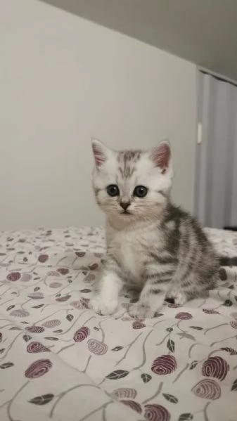British short-hair tabby  | Foto 0