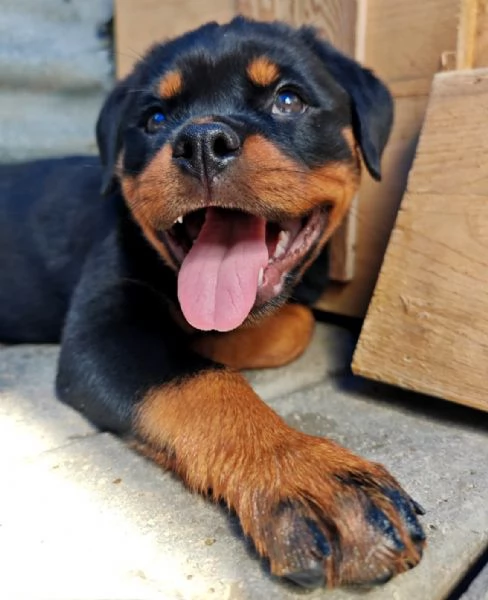 Cuccioli Di Rottweiler  | Foto 5