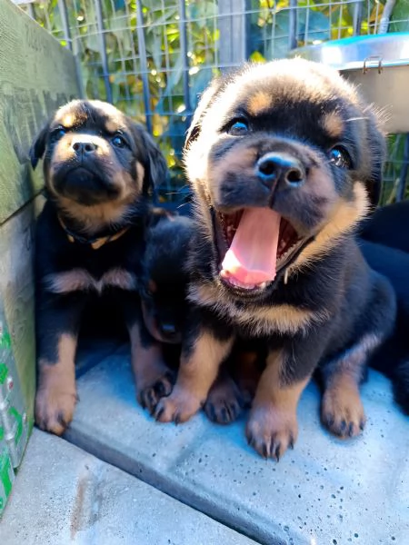 Cuccioli Di Rottweiler  | Foto 4