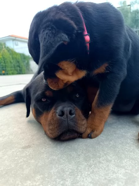 Cuccioli Di Rottweiler  | Foto 3