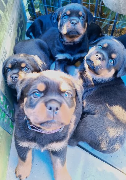 Cuccioli Di Rottweiler  | Foto 2