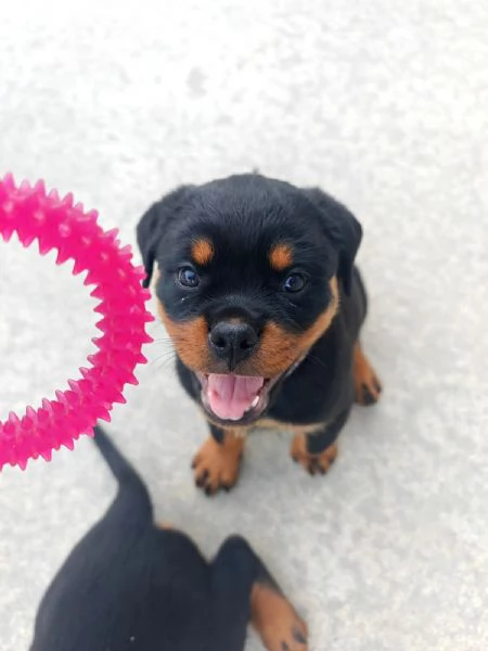 Cuccioli Di Rottweiler  | Foto 1