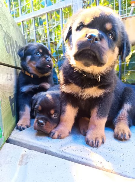 Cuccioli Di Rottweiler  | Foto 0