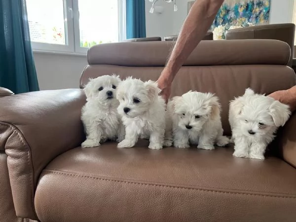 Cuccioli di maltese in cerca di una casa amorevole | Foto 1